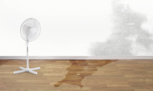 Best Local water damage restoration  in Gifford, FL